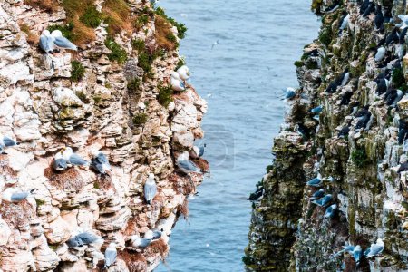 Téléchargez les photos : Plan rapproché en grand angle de nombreux oiseaux sur une falaise rocheuse avec l'océan en arrière-plan - en image libre de droit