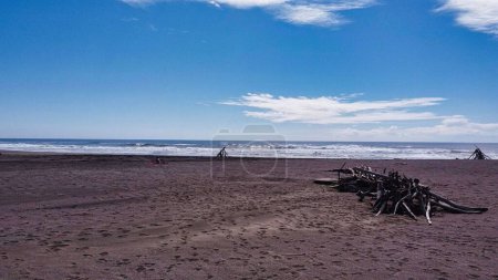Téléchargez les photos : Les bâtons de bois se sont rassemblés sur la plage de Goat Rock à Jenner, Californie, USA - en image libre de droit
