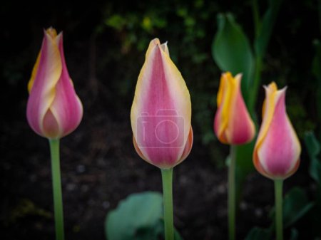 Téléchargez les photos : Un gros plan de belles fleurs de tulipes roses dans un champ - en image libre de droit