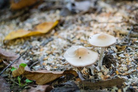 Téléchargez les photos : Une macro-photo de champignons poussant dans la forêt à l'automne. - en image libre de droit