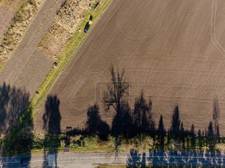 Foto de Una toma aérea de un campo en colores crema con árboles altos - Imagen libre de derechos
