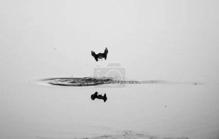 Téléchargez les photos : Plan sélectif en niveaux de gris d'une mouette volant au-dessus de l'eau - en image libre de droit
