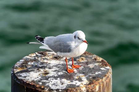 Photo for A black-headed gull on a wooden post. - Royalty Free Image