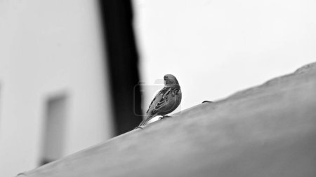 Téléchargez les photos : Un gros plan en niveaux de gris d'un bel oiseau sur une surface de pierre dans un parc - en image libre de droit