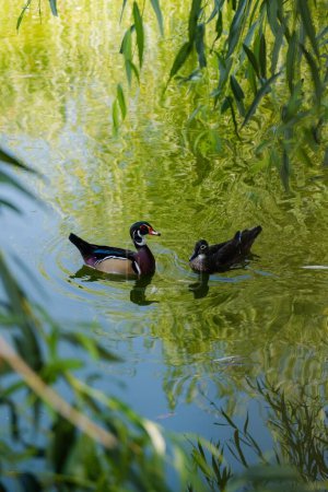Foto de Un pato nadando en un estanque en romania - Imagen libre de derechos