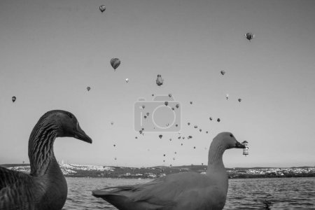 Téléchargez les photos : Un cliché en niveaux de gris d'oies sur un rivage sous un ciel avec des montgolfières - en image libre de droit