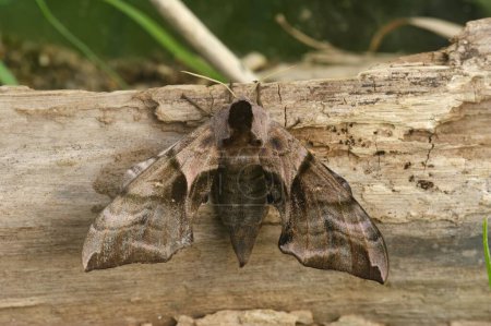 Photo for Detailed closeup on the large eyed hawk-moth, Smerinthus ocellatus, with open wings on wood - Royalty Free Image