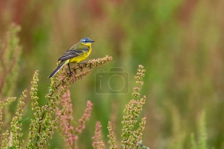 Téléchargez les photos : Un oiseau wagtail jaune perché sur des fleurs d'herbe sur un fond flou - en image libre de droit