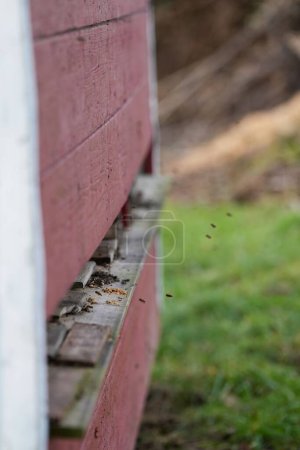 Photo for A vertical closeup shot of a red beehouse with bees flying out - Royalty Free Image
