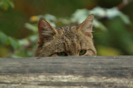 Téléchargez les photos : Gros plan d'un chat sauvage à fourrure grise, regardant derrière une poutre en bois, avec des arbres verts flous en arrière-plan - en image libre de droit