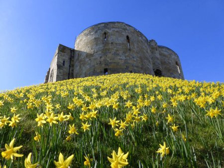 Foto de Una toma de ángulo bajo de la histórica Torre Clifford rodeada de narcisos amarillos en York, Inglaterra - Imagen libre de derechos