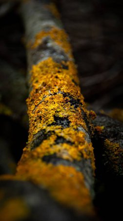 Photo for A vertical closeup shot of yellow lichen covering a tree branch - Royalty Free Image
