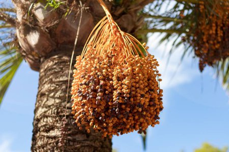 Photo for A closeup shot of bunch of dates hanging from the palm tree - Royalty Free Image