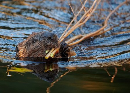 Téléchargez les photos : Un castor eurasien nageant avec de petites branches dans sa bouche avec un fond flou - en image libre de droit