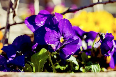 Foto de Un primer plano de flores de color púrpura pansy floreciendo en el jardín a la luz del sol brillante con fondo borroso - Imagen libre de derechos