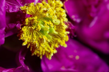 Foto de Un macro primer plano de la antera amarilla de una flor rosa de Paeonia Broteri - Imagen libre de derechos