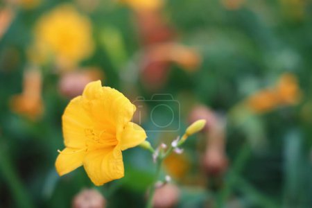 Photo for A beautiful closeup of a single yellow daylily - Royalty Free Image