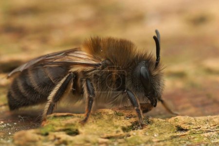 Photo for Detailed closeup on a female Early cellophane bee, Colletes cuniculariussitting on the ground - Royalty Free Image