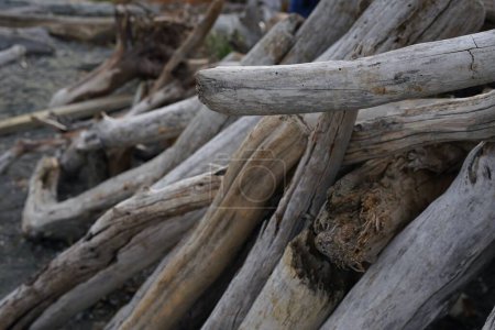 Photo for A closeup shot of a pile of a Driftwood sculptures in Fay Bainbridge Park, Washington - Royalty Free Image