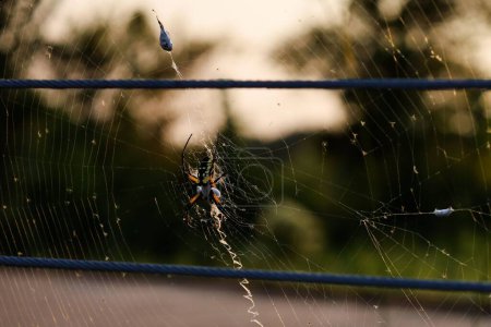 Photo for A beautiful closeup of a spider in the web - Royalty Free Image