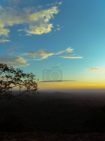 Téléchargez les photos : Un plan vertical d'arbres à la campagne au coucher du soleil - en image libre de droit