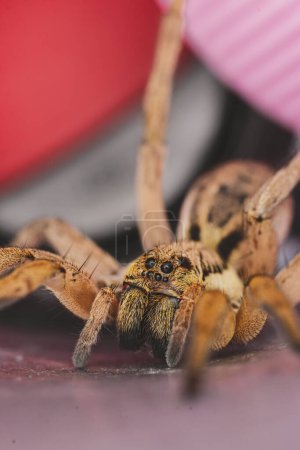 Téléchargez les photos : Un gros plan vertical d'une effrayant Hogna radiata loup araignée avec de nombreuses jambes - en image libre de droit