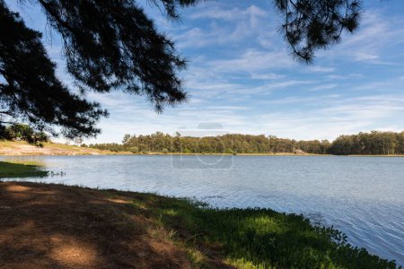 Photo for The lake under the shade of tall pine trees, on a sunny day in  Balneario Ipora, Taquarembo, Uruguay - Royalty Free Image
