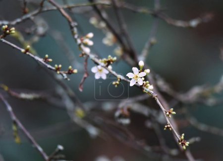 Foto de Un hermoso primer plano de cerezo florecido - Imagen libre de derechos