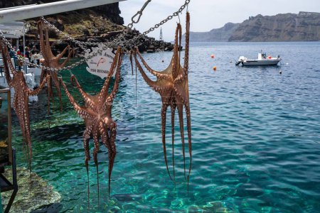 Photo for Several octopuses hanging over the water on Ammoudi Bay in Oia - Royalty Free Image