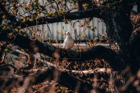 Photo for A closeup shot of a turtle dove settled on a tree on an autumn day - Royalty Free Image