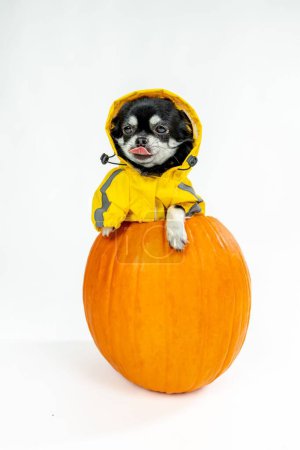 Téléchargez les photos : Gros plan vertical d'un chien Chihuahua noir en tenue jaune dans une citrouille pour une séance photo d'Halloween - en image libre de droit