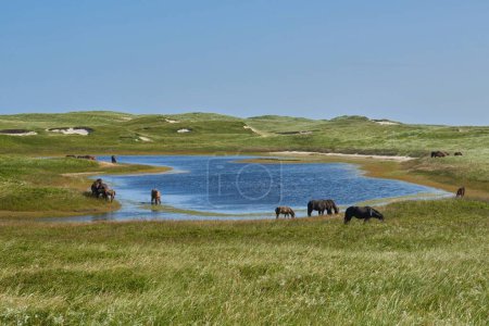 Téléchargez les photos : Une vue panoramique de chevaux broutant près d'un point d'eau sur l'île de Sable - en image libre de droit