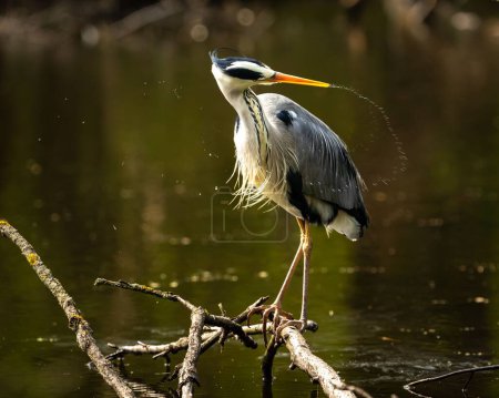Photo for A closeup of a great blue heron, Ardea herodias perched on a branch and splashing water with its beak - Royalty Free Image