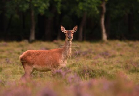 Foto de Un primer plano de un ciervo europeo en un campo de hierba en un bosque - Imagen libre de derechos