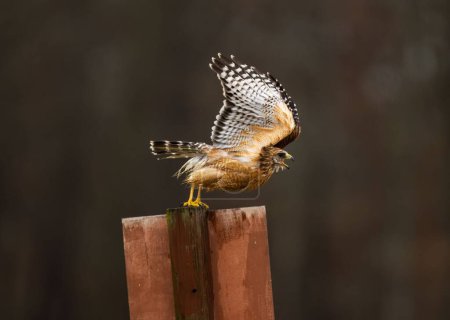 Téléchargez les photos : Un triste faucon aux épaules rouges prêt à voler sur un poteau métallique avec un fond flou - en image libre de droit