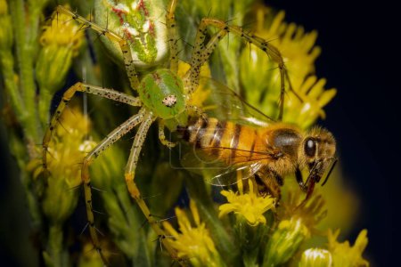 Foto de Una macro toma de una araña de lince verde atrapa y come una abeja melífera - Imagen libre de derechos