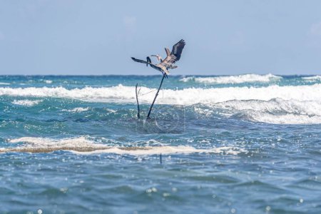 Photo for A closeup shot of a brown pelican flying in the air - Royalty Free Image