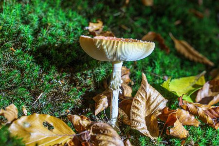 Foto de Un primer plano de los hongos Armillaria ostoyae en el suelo del bosque con hojas de otoño - Imagen libre de derechos