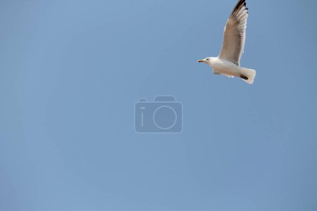 Téléchargez les photos : Une mouette volant dans le ciel bleu - en image libre de droit