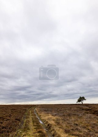 Téléchargez les photos : Plan vertical d'un arbre solitaire sur un champ d'Egton, dans le North Yorkshire Moor, par temps couvert - en image libre de droit