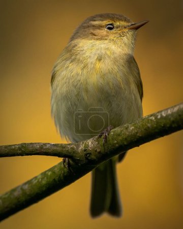 Photo for A cute chiffchaff bird perching on a tree branch against a blurry yellow background - Royalty Free Image