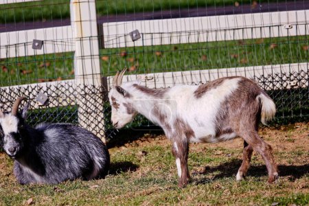 Photo for A pait of beautiful goats on the green field - Royalty Free Image
