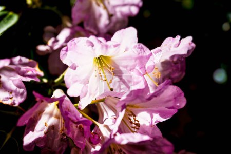 Téléchargez les photos : Un gros plan de fleurs pourpres d'Azalea - en image libre de droit
