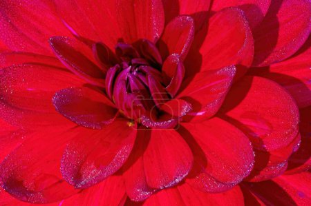 Foto de Un primer plano de los pétalos de flores rojas en un día soleado - Imagen libre de derechos