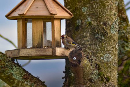 Téléchargez les photos : A Great tit bird standing on wooden bird house on tree branch with blur sky - en image libre de droit