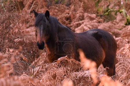 Téléchargez les photos : Une mise au point sélective d'un cheval brun - en image libre de droit