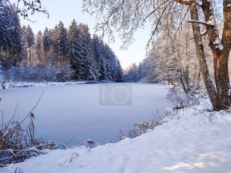 Téléchargez les photos : Un lac gelé dans une forêt en hiver - en image libre de droit
