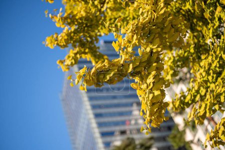 Foto de Una vista diurna de ramas de árboles con hojas amarillas con un edificio borroso en el fondo - Imagen libre de derechos