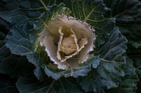 Foto de Un primer plano de una col rizada verde (Brassica oleracea) - Imagen libre de derechos