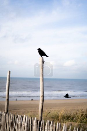 Foto de Una vista vertical de un cuervo encaramado en una cerca de madera cerca de la playa - Imagen libre de derechos